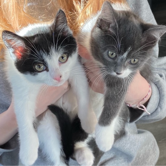 Meet your Posher, Olive - Picture 3 of 7